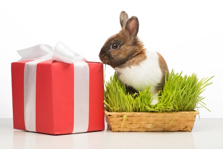 Little brown bunny sitting in grass near present box with white ribbon. Concept for holidaysの写真素材
