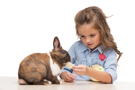 Little cute girl feeding brown bunny with cabbage, isolated on white backgroundの写真素材