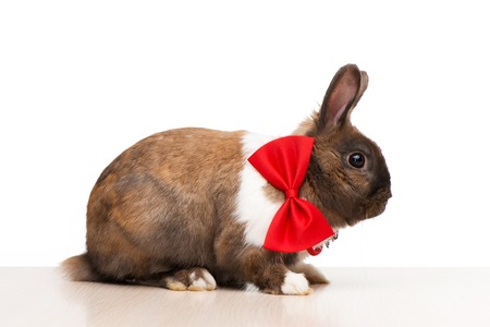 Cute little brown bunny wearing a red bow tie and sitting isolated on white backgroundの写真素材