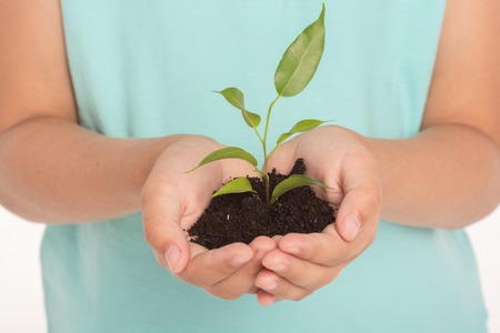 Close up photo of little girl holding green sprout in hands