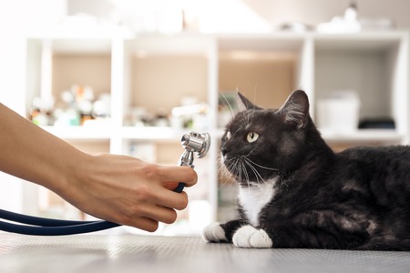 Checking the breath. Vet hand in protective gloves holding a phonendoscope in front of the muzzle of...