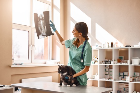 Lets see. Female veterinarian in work uniform is looking at a cats X-ray and holding a patient with...
