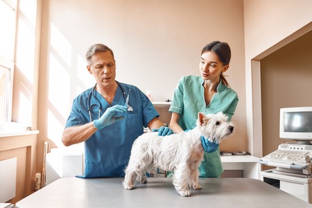 It will hurt a little. A middle aged male vet is going to inject a small dog while his female assistant keeping a patient. Vet clinicの写真素材