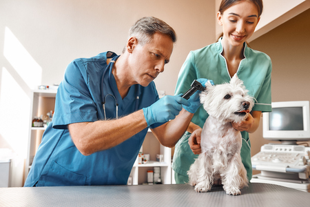 Do you hear me well? A middle-aged vet checking dogs ears while his young female assistant is holding a patient and smiling. Vet clinic. Pet care conceptの写真素材