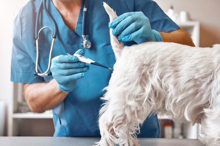 Unpleasant procedure. Male veterinarian in work uniform is measuring body temperature of a small dog with an electric thermometer at veterinary clinic.の写真素材