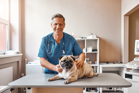My best patient. Cheerful middle aged male vet in work uniform holding a pug and smiling while standing at veterinary clinicの写真素材