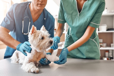 We are always here to help. A team of two veterinarians in work uniform bandaging a paw of a small dog lying on the table at veterinary clinic.の写真素材