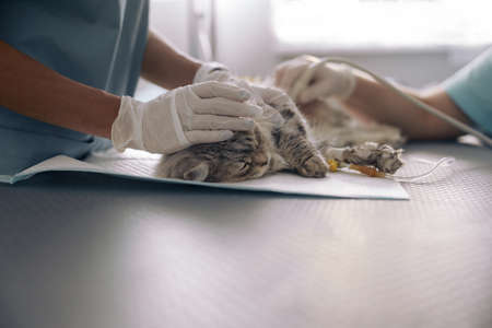 Nurse calms down grey cat while doctor performs ultrasound investigation in vet clinicの写真素材