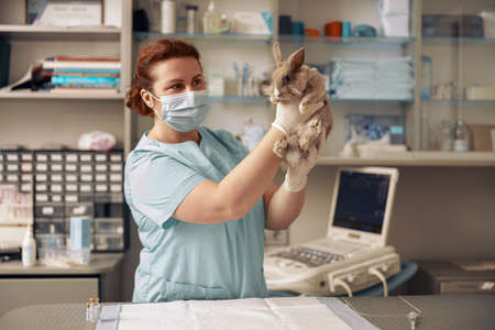 Lady veterinarian with surgical mask holds cute rabbit at examining in hospitalの写真素材