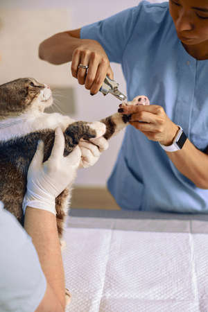 Tabby cat undergoes claws cutting procedures with veterinarian in clinicの写真素材