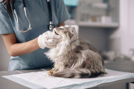 Veterinarian in latex gloves examines cat on table in hospitalの写真素材