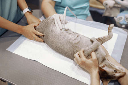 Short haired grey cat undergoes ultrasound investigation with veterinarians in clinic