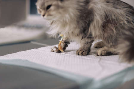 Upset sick fluffy grey cat on intravenous infusion sits on table in veterinary clinicの写真素材