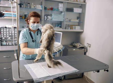 Woman veterinarian in uniform with mask examines fluffy cat in clinic officeの写真素材