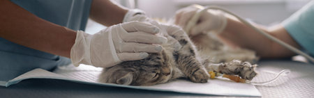 Nurse calms down grey cat while doctor performs ultrasound investigation in vet clinicの写真素材