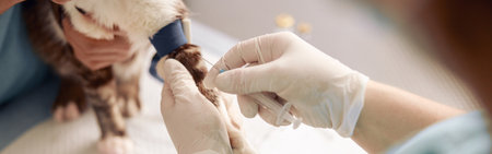 Veterinarian performs injection to cat with tourniquet on paw with nurse assistant in clinicの写真素材