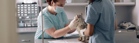 Nurse holds fluffy cat while veterinarian examines animal in hospitalの写真素材