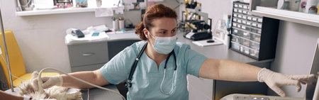 Veterinarian in mask shows onto screen performing ultrasound investigation of cat abdomen in clinicの写真素材