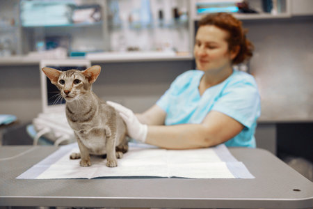 Veterinarian strokes grey cat sitting on table in modern clinic officeの写真素材