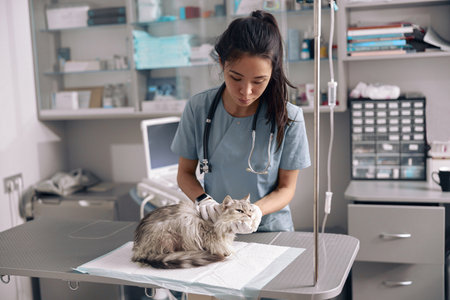 Attentive Asian lady veterinarian examines fluffy grey cat on tableの写真素材
