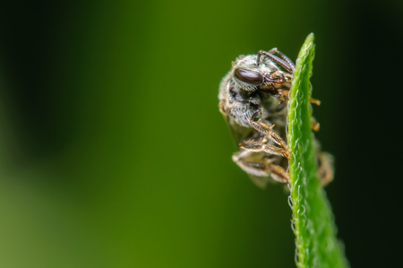 Sweat bee on a single blade of grass
