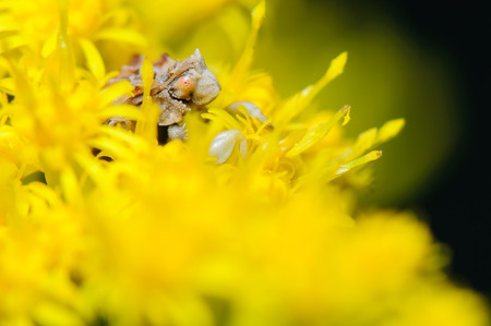 Jagged Ambush Bug in Yellow Flower Bloomの写真素材