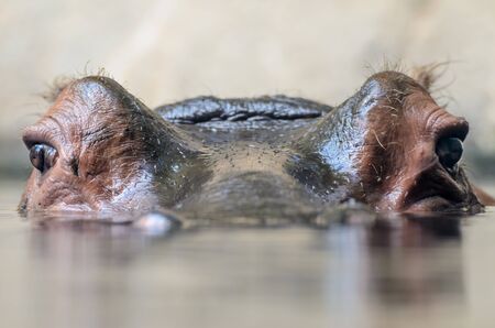 Large Hippo Portrait in the Waterの写真素材