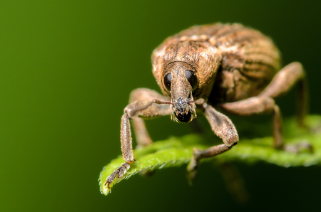 Weevil Beetle on a green leafの写真素材