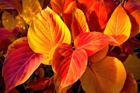 Vibrant Leaves - Generative AIの素材