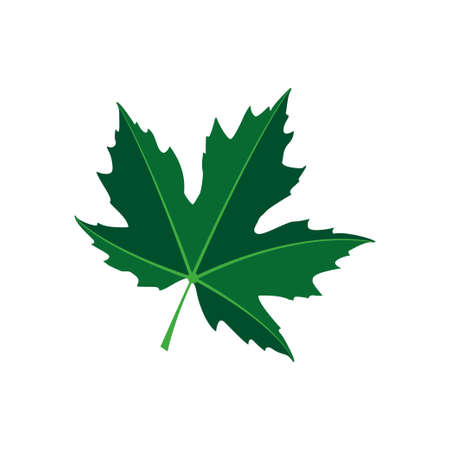 maple leaf graphic design vectorのイラスト素材