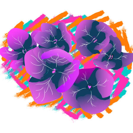 Hydrangea macrophylla is a species of flowering plant in the family Hydrangeaceae, native to Japan.のイラスト素材