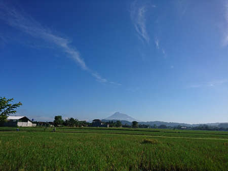 mountain view at rice field