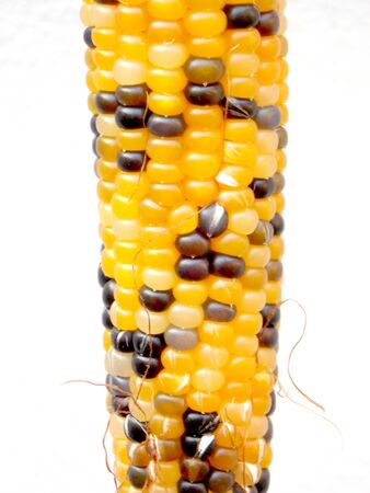 Detail of colored ear of cornの写真素材