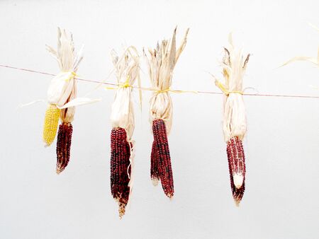 Colored ears of corn hanging on cord