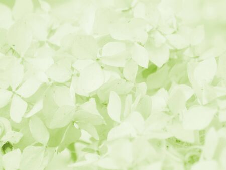 Light green leaves of flowerの写真素材