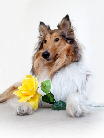 Lying collie dog with yellow roseの写真素材