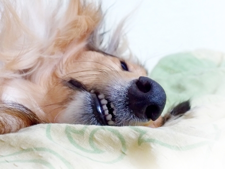 Rough collie dog sleepy on blanketの写真素材