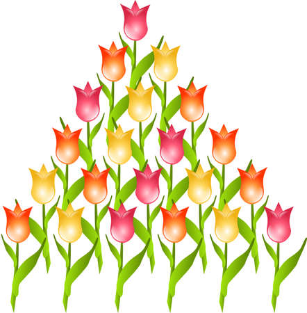 Pyramid set of colored tulipsの写真素材
