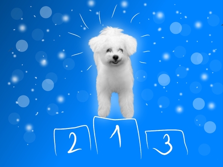 Blue background with small white dog as winnerの写真素材