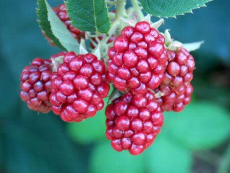 Sweet red raspberries on twig of bush