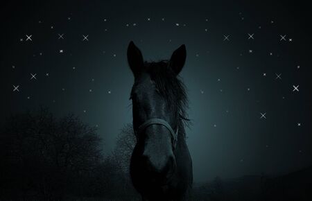 Illustration of horse in dark night with starsの写真素材