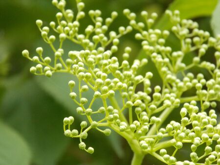 photo of light green elderberry buds detail