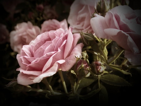 Photo of pink old rose with dark edgeの写真素材