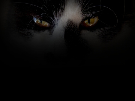 Black background with two eyes of catの写真素材