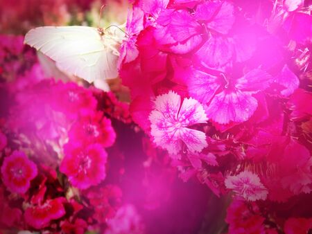 Abstract photo of pink flower with blurs shining and butterflyの写真素材