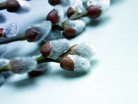 Photo of willow bud detail of twigの写真素材
