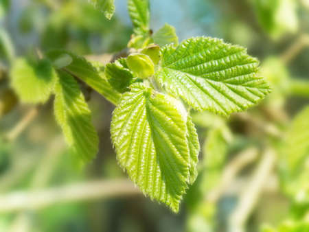 Photo of detail new green spring leavesの写真素材