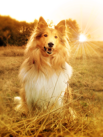 Photo of collie dog sitting in hay in summer landscapeの写真素材