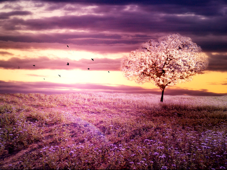 Romantic purple colored landscape of meadow whith tree in sunsetの写真素材