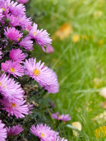 Photo of small pink flowers with grass in backgroundの写真素材